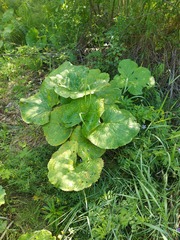 Ligularia fischeri