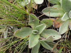 Helichrysum albo-brunneum