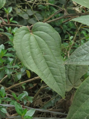 Smilax tomentosa