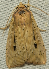 Leucania joannisi