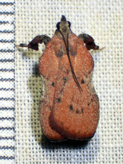 Galasa nigripunctalis