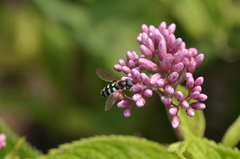 Megasyrphus laxus image