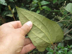 Smilax tomentosa