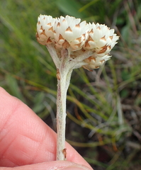 Helichrysum albo-brunneum