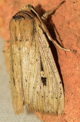 Leucania joannisi