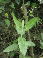 Ageratina asclepiadea