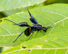 Pristaulacus fasciatus