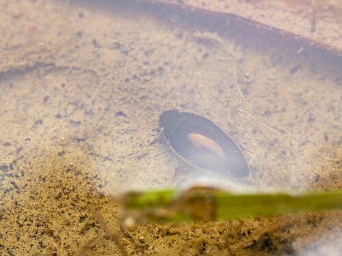 Lateral-lined Water Beetle photo 3