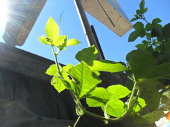 Passiflora foetida
