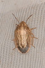 Neottiglossa bifida