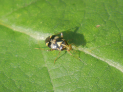 Liocoris tripustulatus