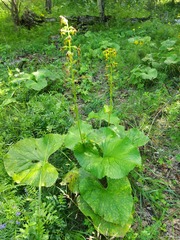 Ligularia fischeri