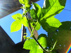Passiflora foetida