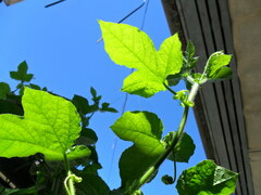 Passiflora foetida