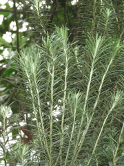 Linochilus rosmarinifolius