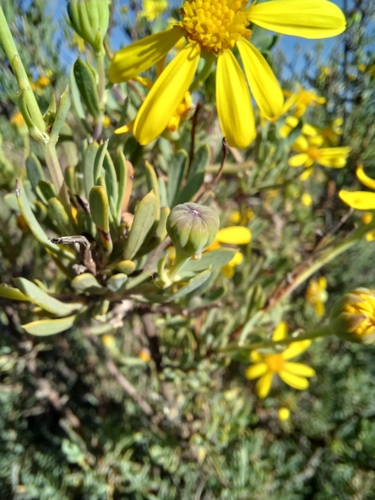 Image of Bushy Babooncabbage by (c) Danie Palm, some rights reserved (CC BY)
