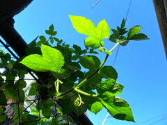 Passiflora foetida