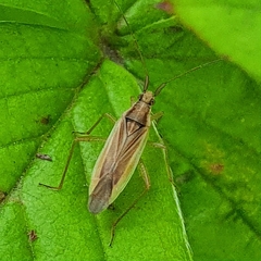 Stenodema trispinosum