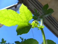 Passiflora foetida
