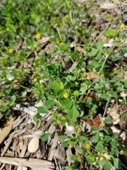 Medicago lupulina