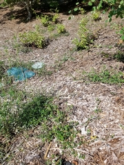 Medicago lupulina