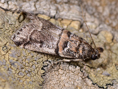Acrobasis dulcella