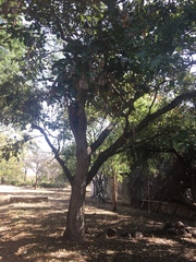 Xeroderris stuhlmannii