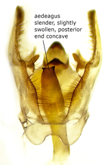 Xanthotype urticaria
