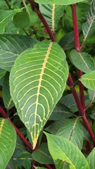 Sanchezia parvibracteata