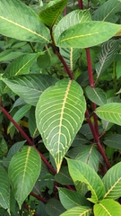 Sanchezia parvibracteata