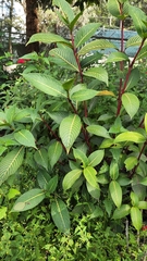 Sanchezia parvibracteata