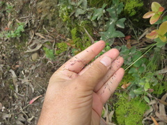 Calamagrostis effusa