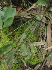 Calamagrostis effusa