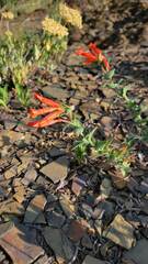 Epilobium canum garrettii