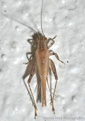 Anaxipha fultoni