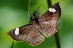 Emesis saturata