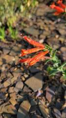 Epilobium canum garrettii