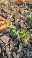 Epilobium canum garrettii