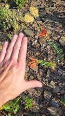 Epilobium canum garrettii