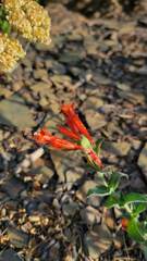 Epilobium canum garrettii