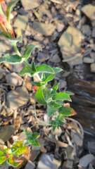 Epilobium canum garrettii