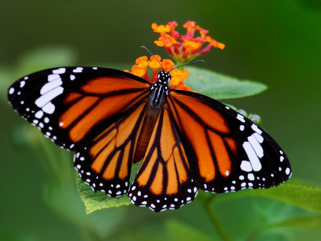 Common Tiger Butterfly (Butterflies of Chhattisgarh) · iNaturalist