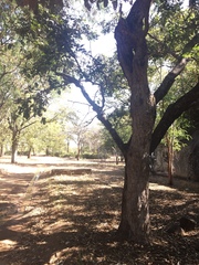 Xeroderris stuhlmannii