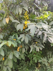 Senna viarum