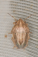 Neottiglossa bifida