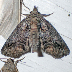 Paectes abrostolella