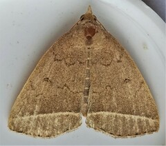 Zanclognatha marcidilinea