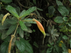 Siphocampylus columnae