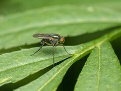 Dolichopus bifractus