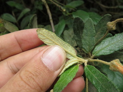Siphocampylus columnae